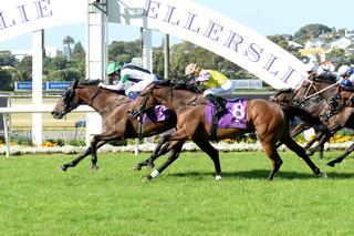 Last year's Karaka Cup winner Chenille (NZ).
